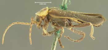 Media type: image;   Entomology 3384 Aspect: habitus lateral view